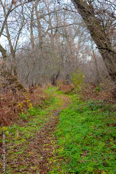 Obraz path in the forest