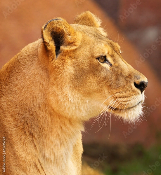 Obraz African Lioness