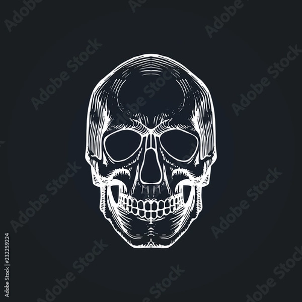 Fototapeta Vector illustration of skull in engraving style. Day of the Dead background. Design for invitation, greeting card.