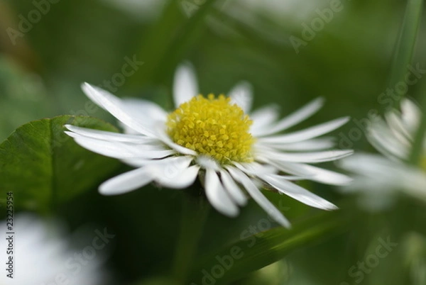 Fototapeta Gänseblümchen