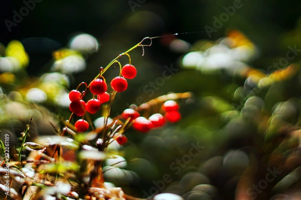 Obraz Owoce konwalii