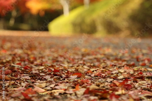 Obraz 散歩道　枯葉