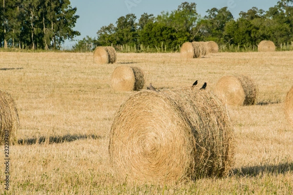 Fototapeta Straw Coils