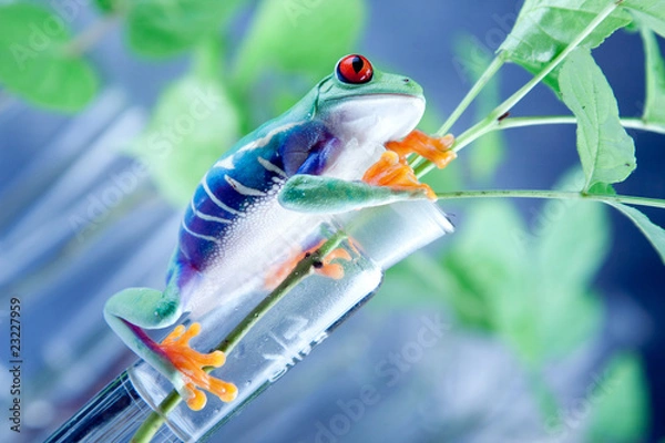 Obraz Frog in lab