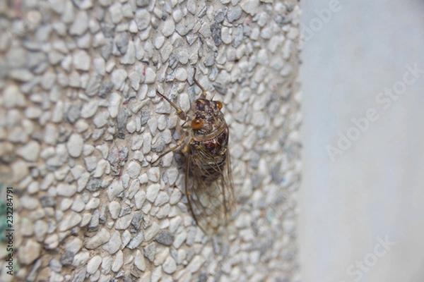 Obraz Cicadidae on rocks.