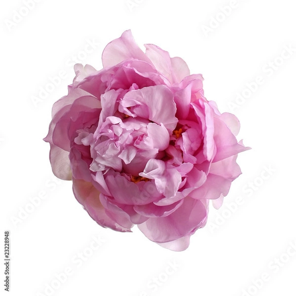 Obraz Różowa piwonia