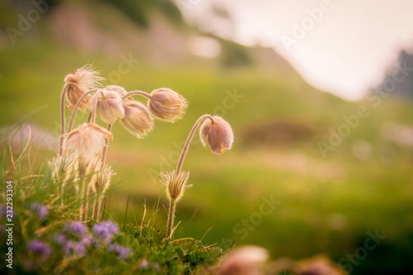 Fototapeta Alpine flowers