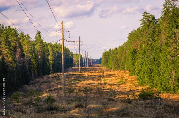 Fototapeta A picturesque forest clearing with power poles stretching into the distance