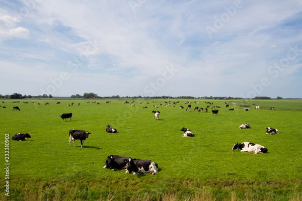 Obraz Mucche al pascolo