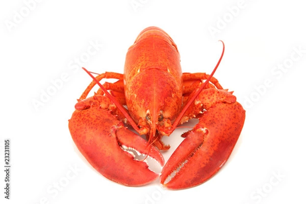 Fototapeta cooked lobster