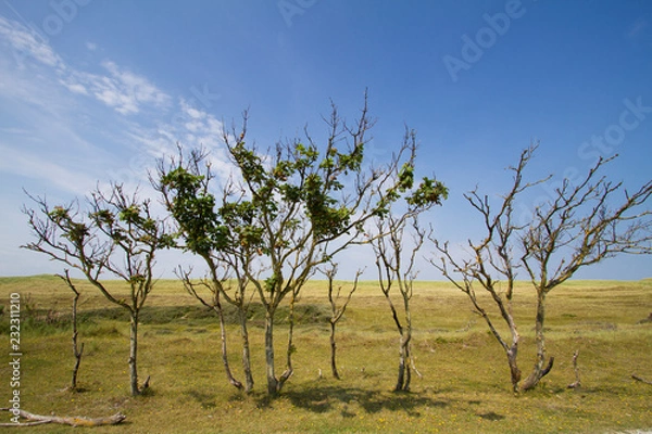 Obraz Paesaggio olandese