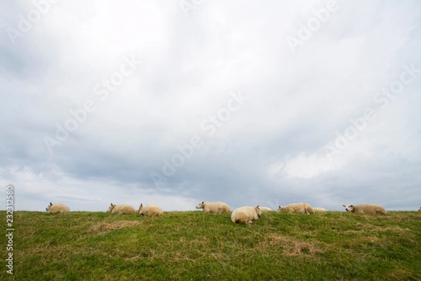 Obraz Pecore olandesi