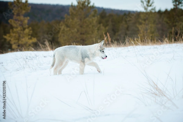 Fototapeta Siberian husky puppy playing on the snow in winter