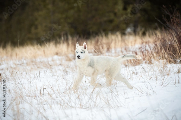 Fototapeta Siberian husky puppy playing on the snow in winter