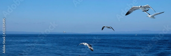 Obraz Seagulls flying over the Ocean