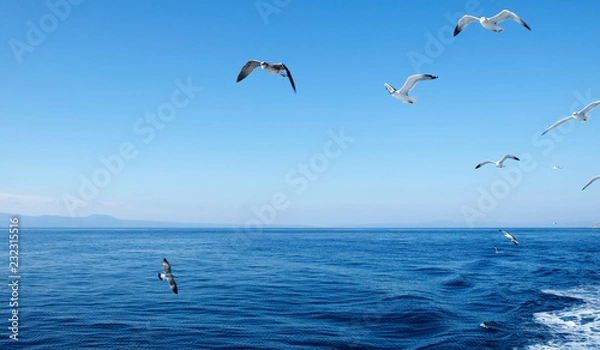 Obraz Seagulls flying over the Ocean