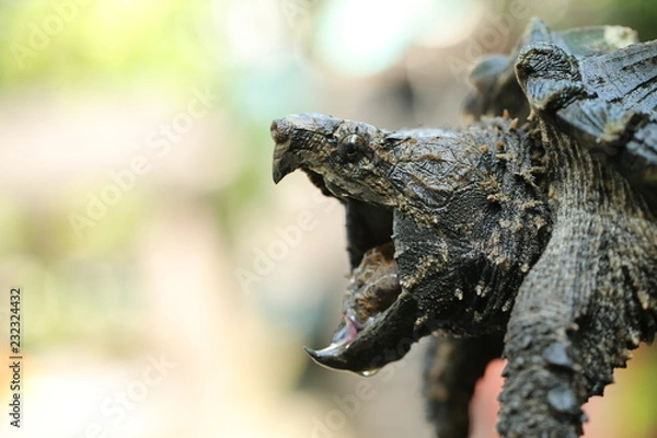 Obraz Hand holding Alligator snapping turtle