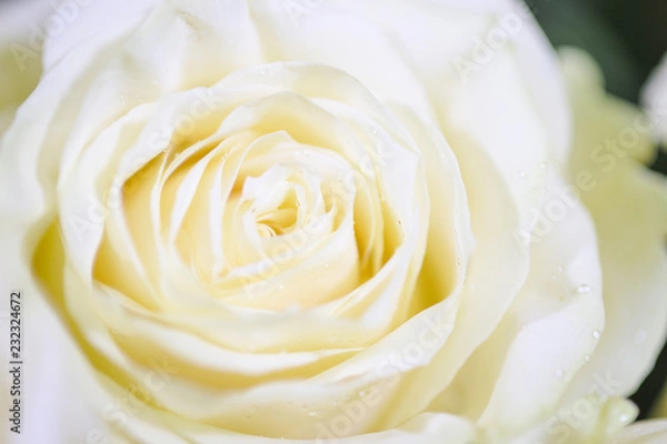 Fototapeta Delicate white roses.