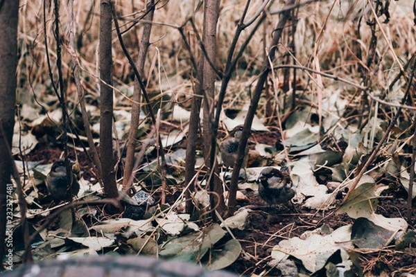 Fototapeta birds on a cloudy autumn day