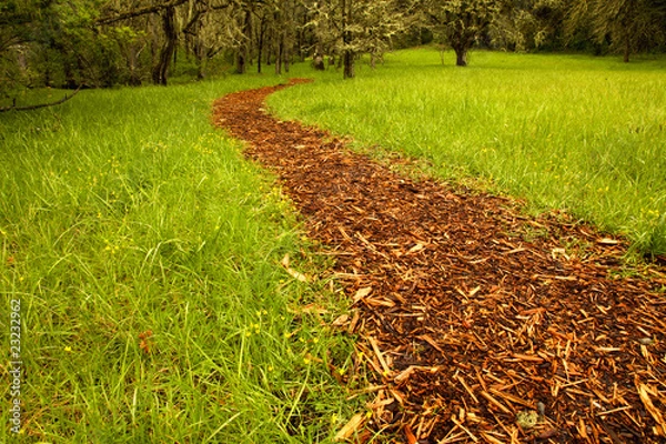 Obraz Bark path