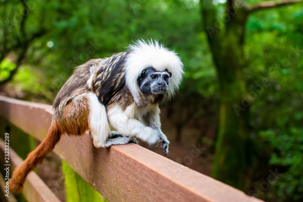 Fototapeta Monkey on a fence