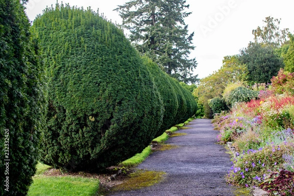 Fototapeta Shrub garden