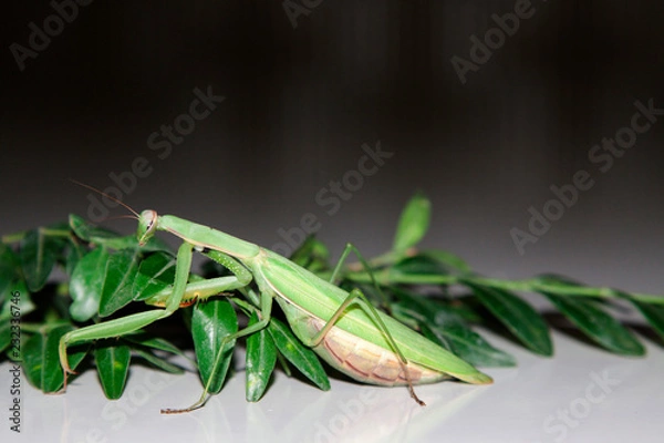 Obraz Gottesanbeterin