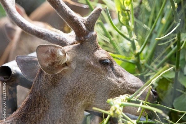 Fototapeta portrait of a deer