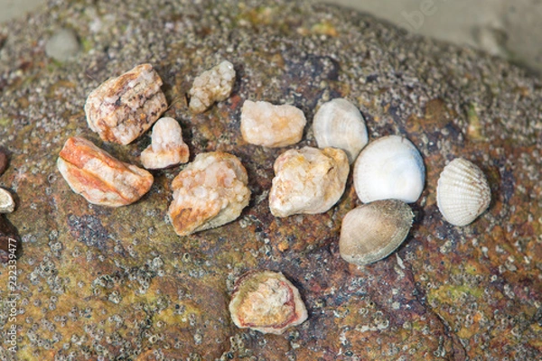Fototapeta shells on the beach
