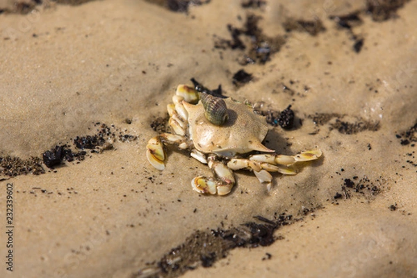 Obraz crab on the beach