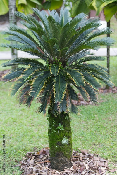 Obraz palm tree in the garden