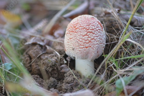 Fototapeta One red agaric mushroom