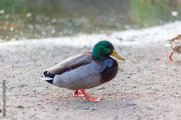 Fototapeta Close up of a green headed mallard duck on a cool fall day.