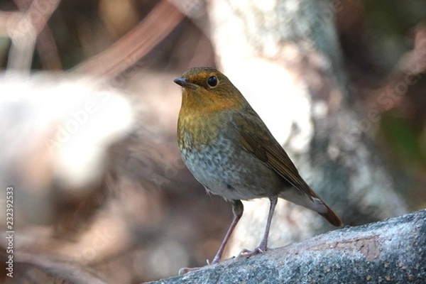 Fototapeta コマドリ