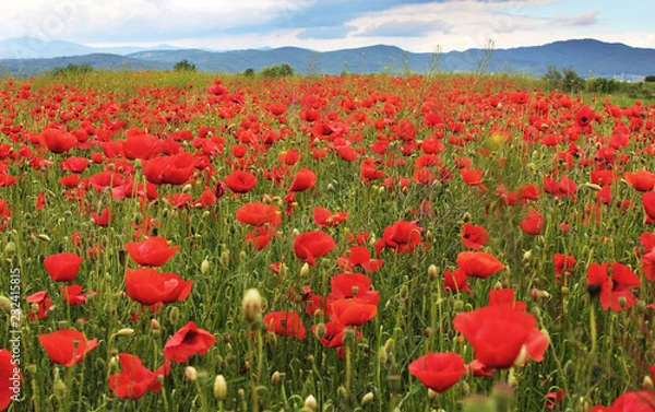 Fototapeta Poppies on mountain meadow