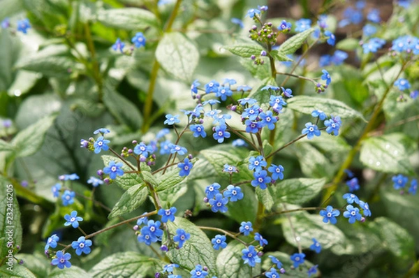 Fototapeta brunnera macrophylla jack frost or siberian bugloss plant