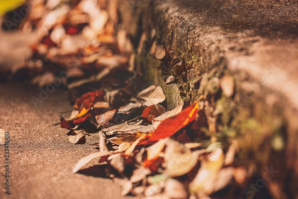 Obraz Fall leaves on the curb