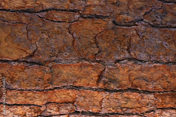 Fototapeta Brown tree bark texture closeup background, tree