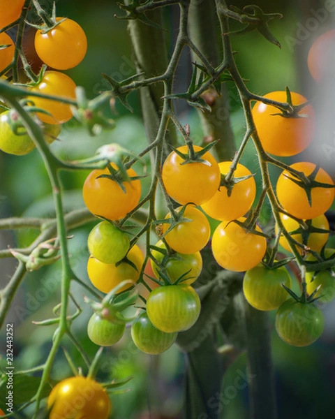 Obraz Oddział żółte pomidory