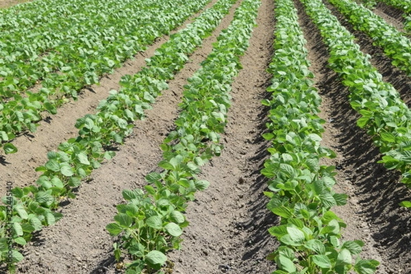 Fototapeta ダイズ畑