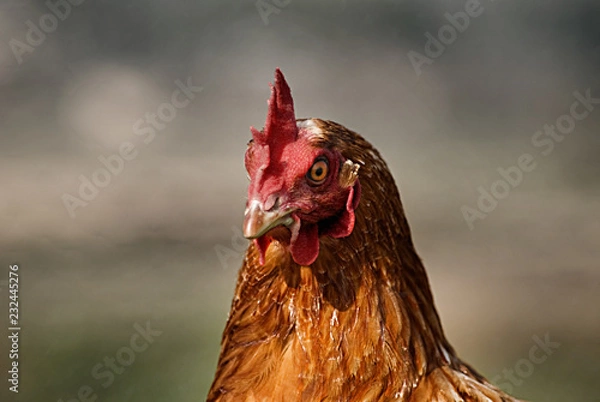 Obraz Gallina