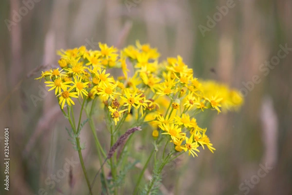 Fototapeta Wild flower
