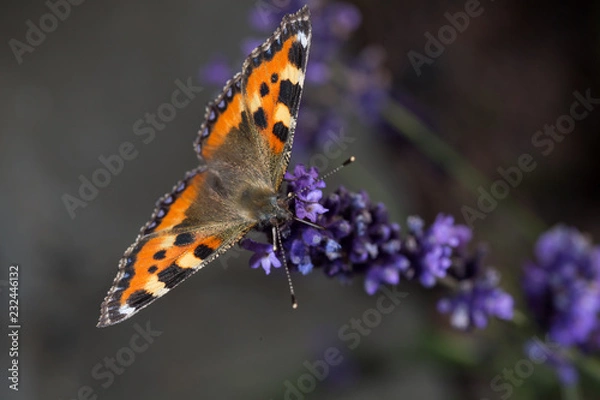 Fototapeta Butterfly with spread out wings