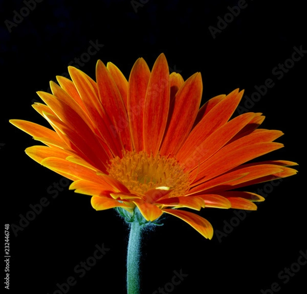 Fototapeta Orange flower on black background
