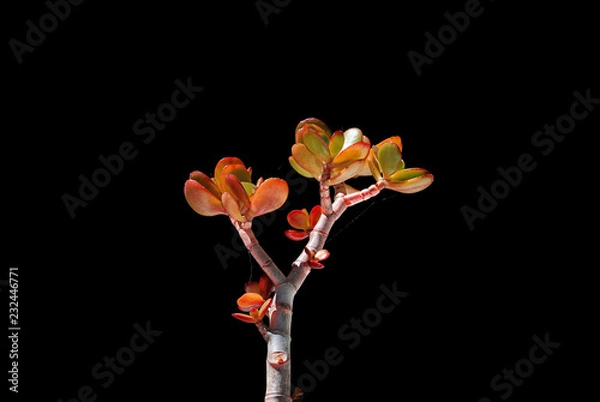 Obraz Planta de jardín