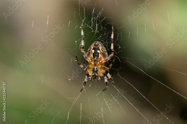 Fototapeta Spider