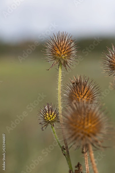 Fototapeta Thistle on a field in Denmark