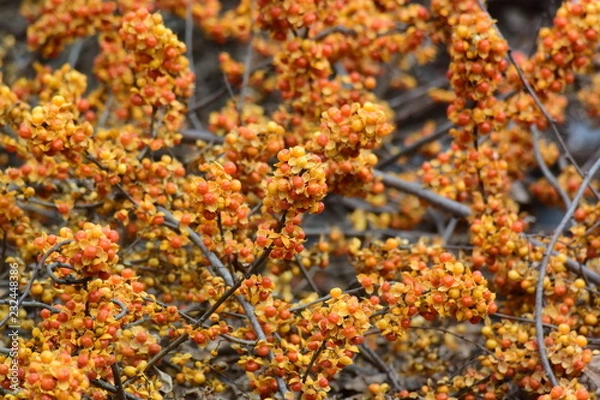 Fototapeta ツルウメモドキ(背景素材）