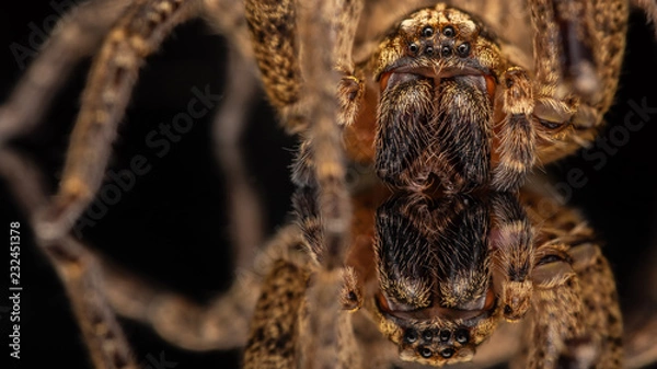 Obraz Zoropsis spinimana