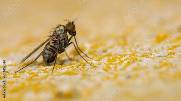 Obraz Diptère - Dolichopodidae